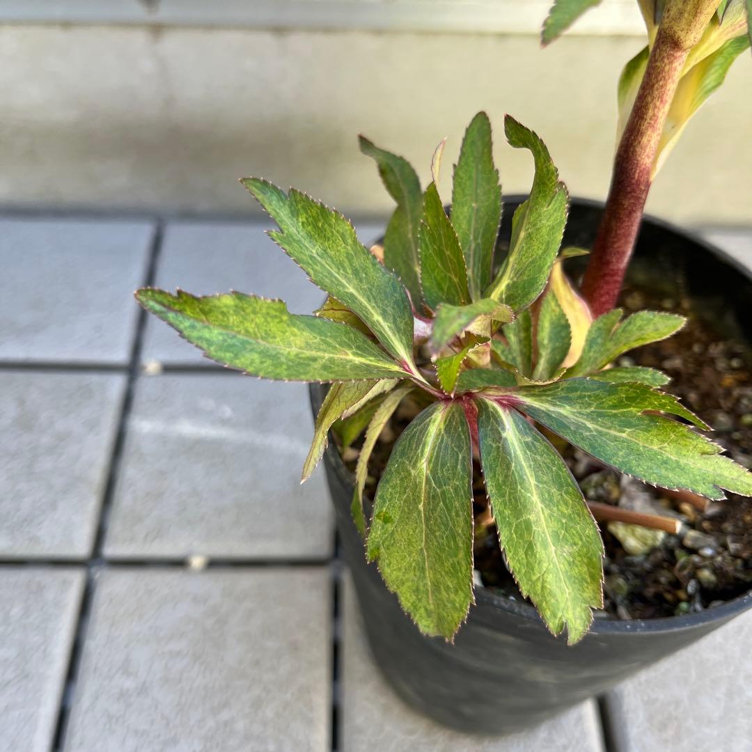 ご予約品　その1