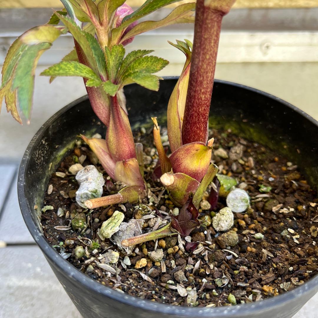 ご予約品　その1