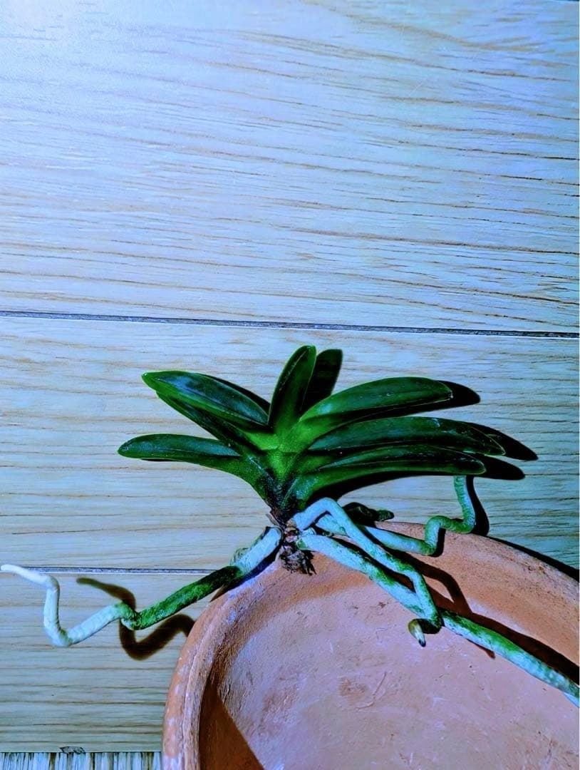 【サブレさん注文品】富貴蘭「百花繚乱」+「紫金剛」