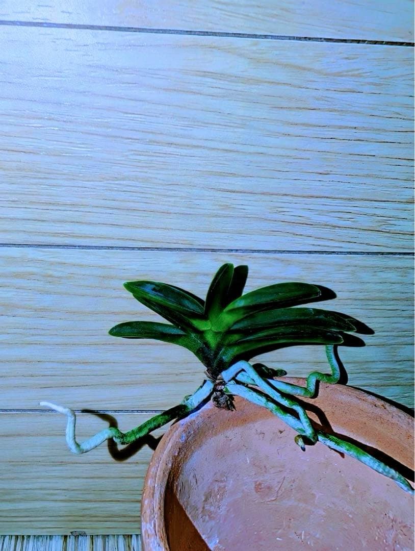 【サブレさん注文品】富貴蘭「百花繚乱」+「紫金剛」