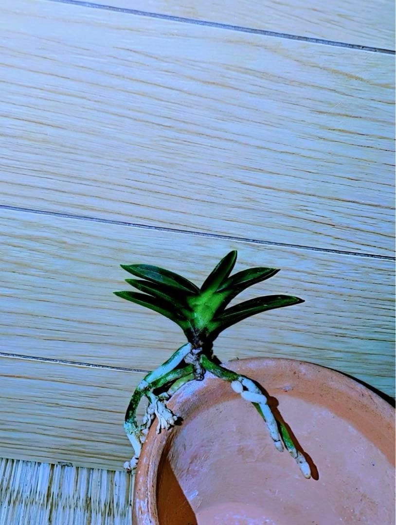 【サブレさん注文品】富貴蘭「百花繚乱」+「紫金剛」