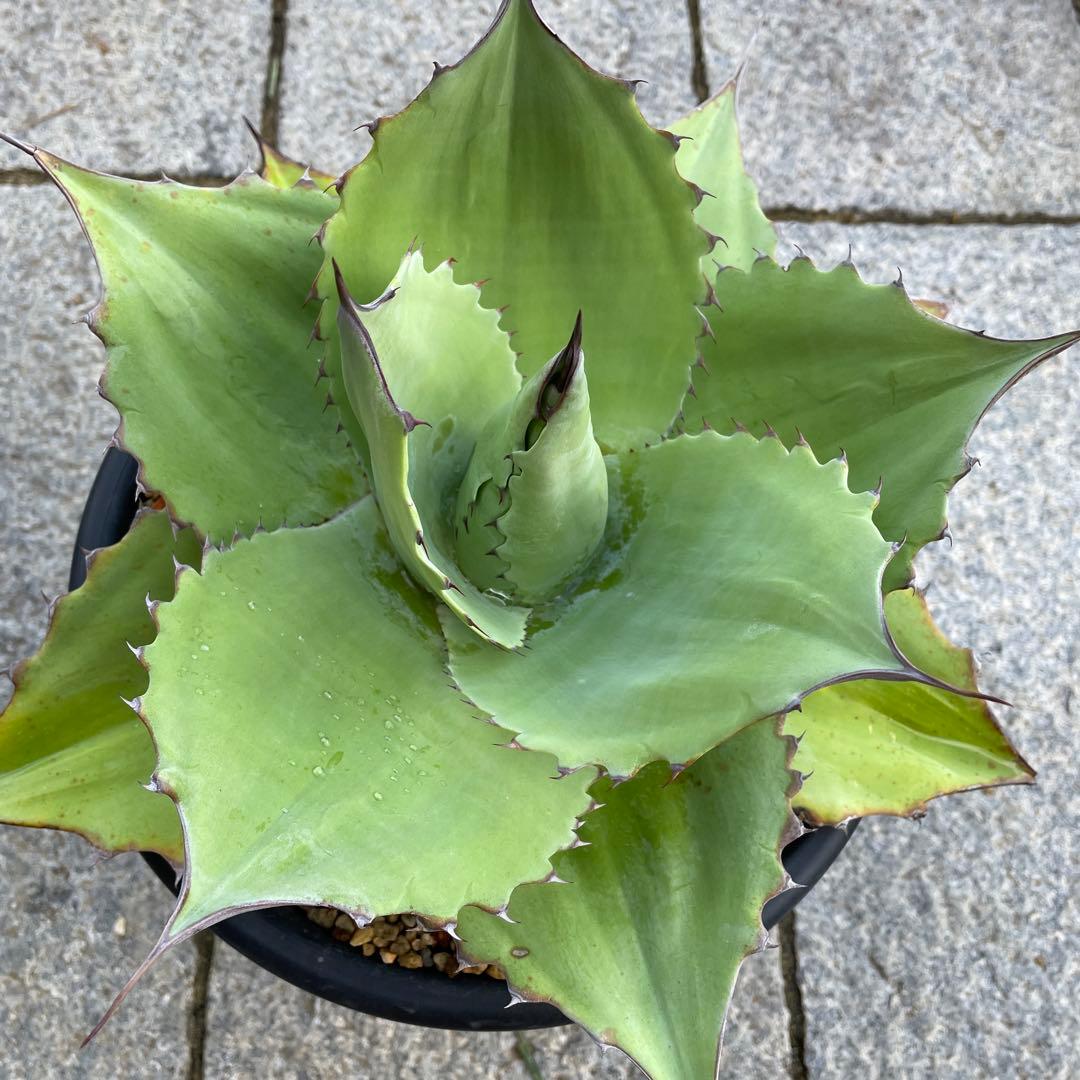 アガベ　オバティフォリア　ドワーフ 大きめ　活着株鉢ごと発送　メルカリ便