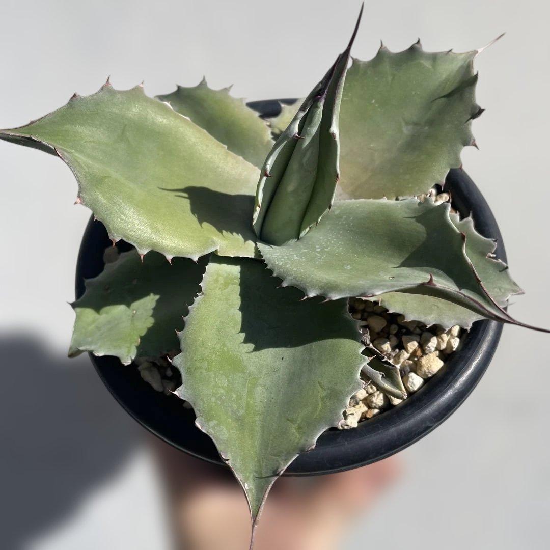 アガベ　オバティフォリア　ドワーフ 大きめ　活着株鉢ごと発送　メルカリ便