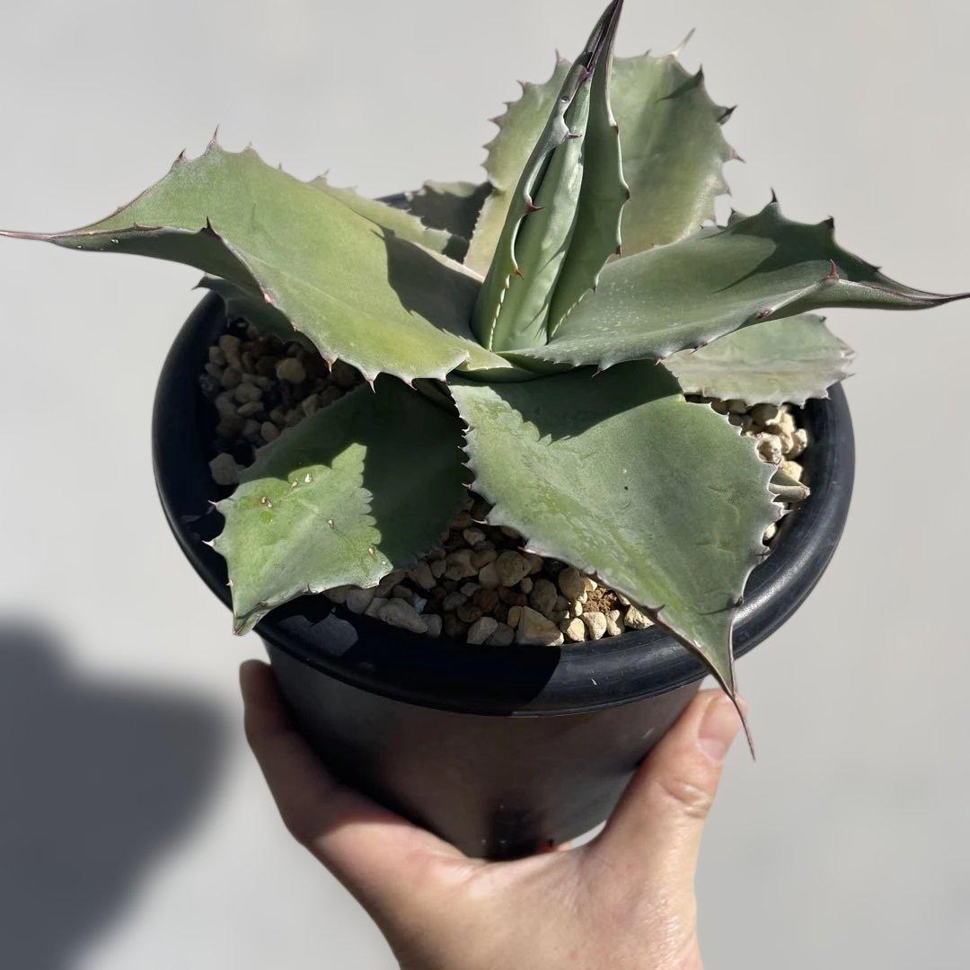 アガベ　オバティフォリア　ドワーフ 大きめ　活着株鉢ごと発送　メルカリ便