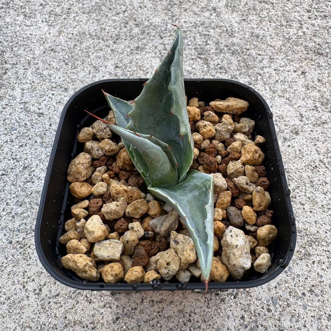 アガベ オバティフォリア 凸凹覆輪斑 ①超希少株 検(キラー オルカ モビー好き