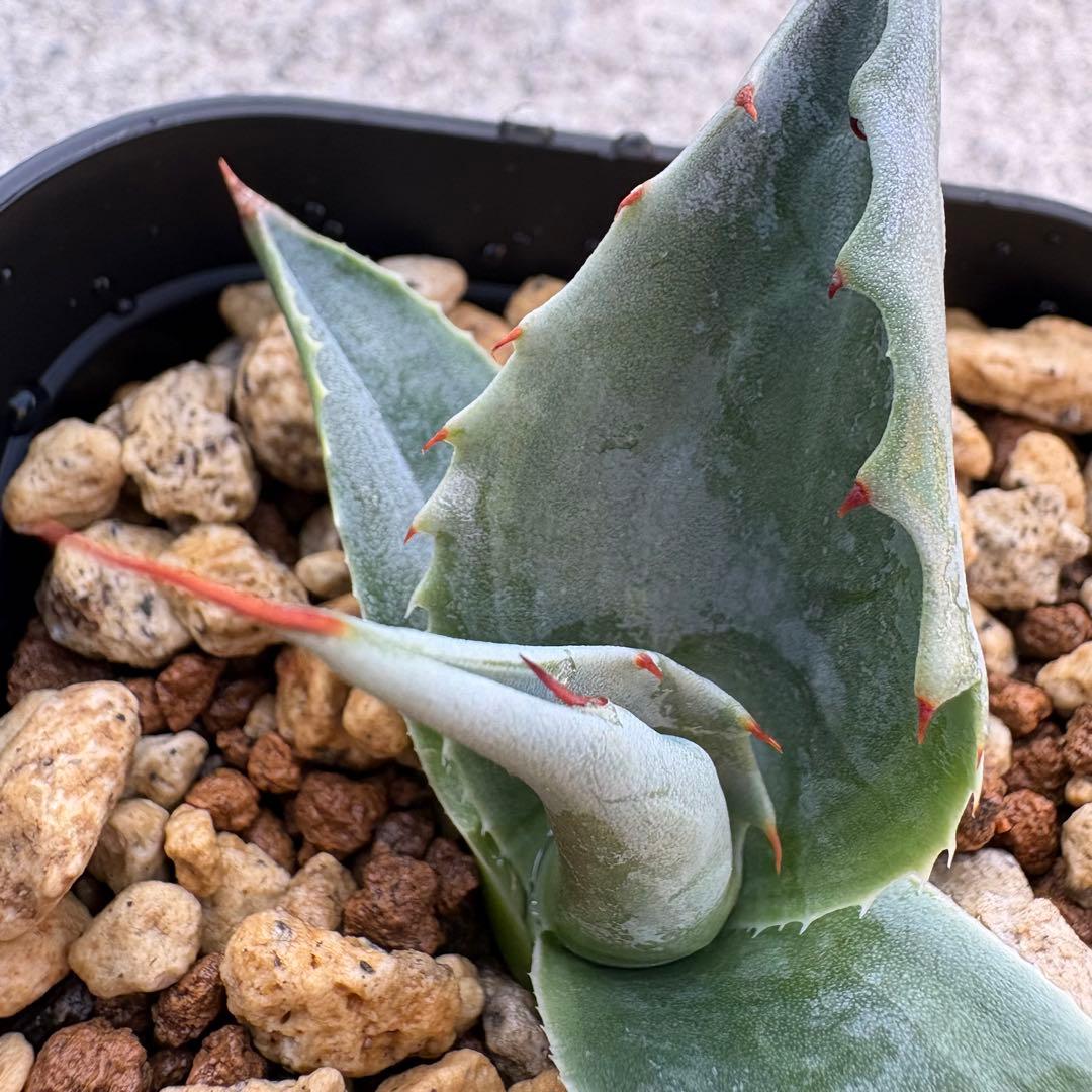 アガベ オバティフォリア 凸凹覆輪斑 ①超希少株 検(キラー オルカ モビー好き