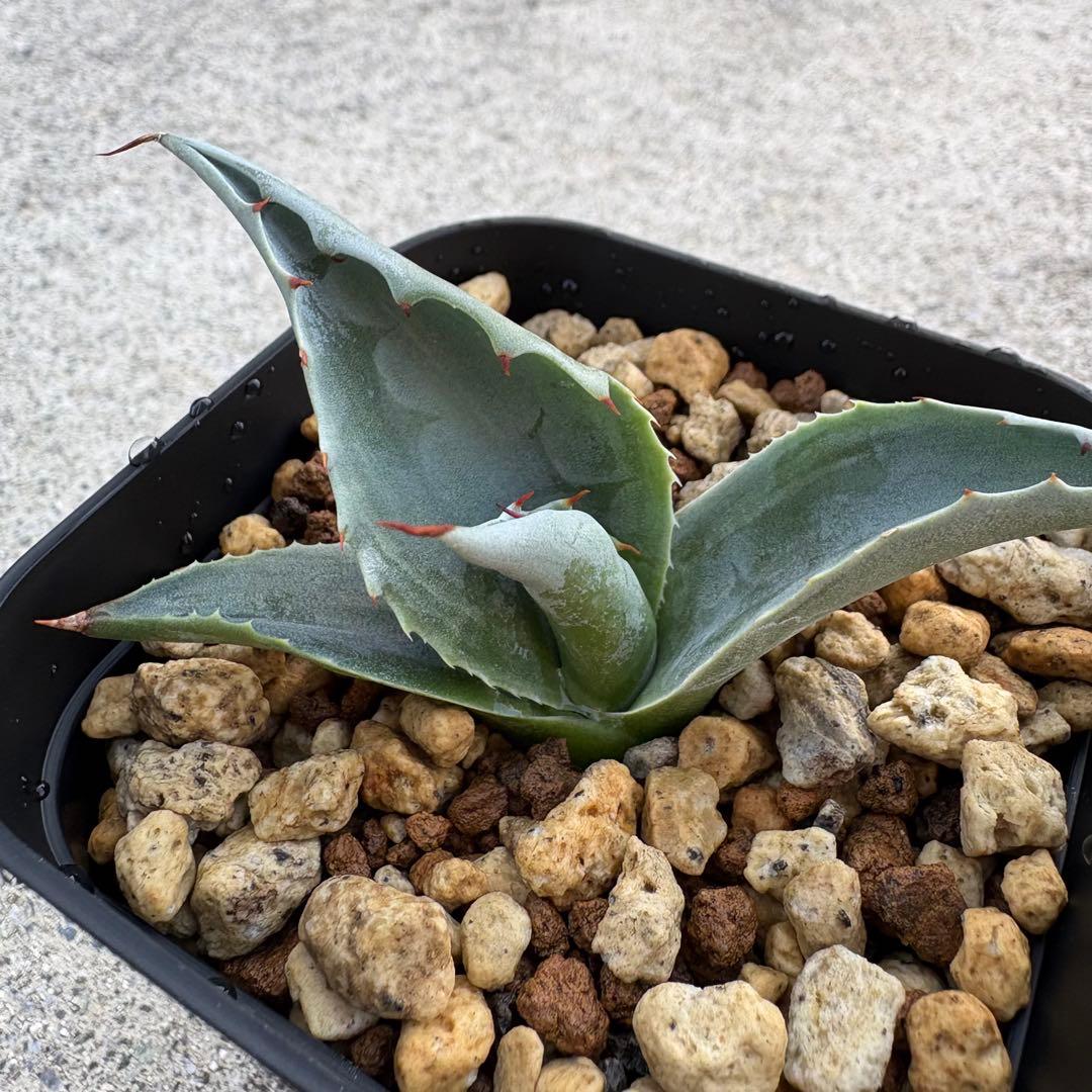 アガベ オバティフォリア 凸凹覆輪斑 ①超希少株 検(キラー オルカ モビー好き