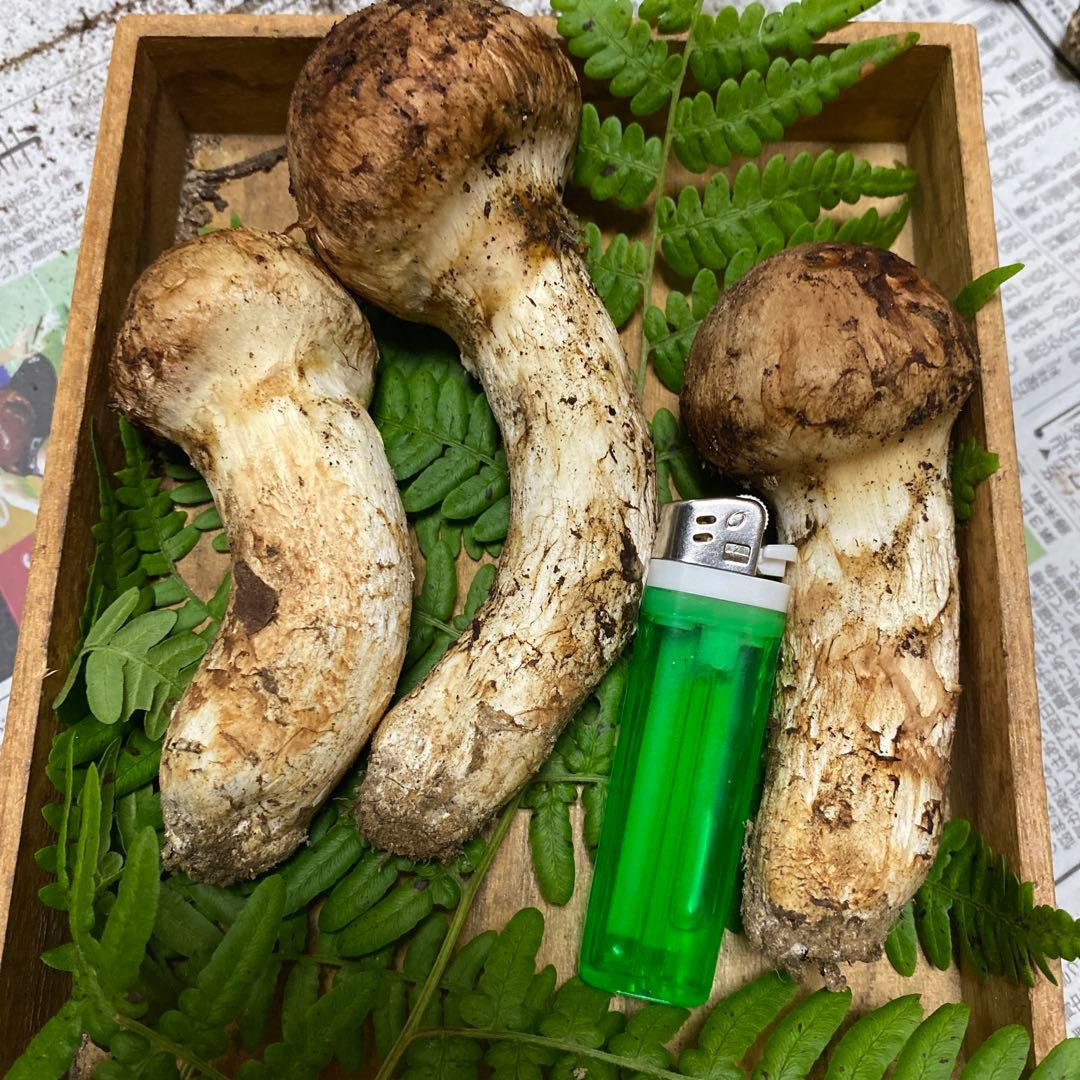 タカ＆ヨシ 南信州産　豊丘産　松茸　190g