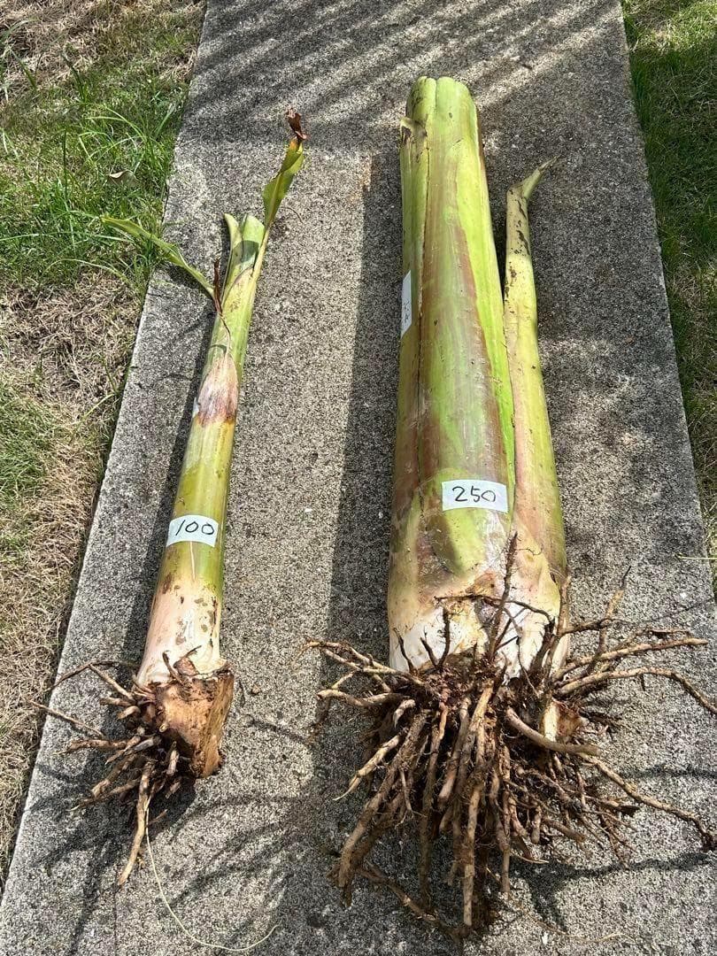 準親株！255cm巨大苗◆スーパードワーフ・キングナムワ◆関東露地&鉢植可 耐寒