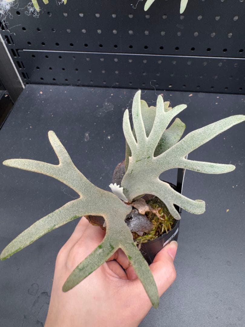 【平凡之鹿】YMDS Totoro HHRナーセリータグ付け #145