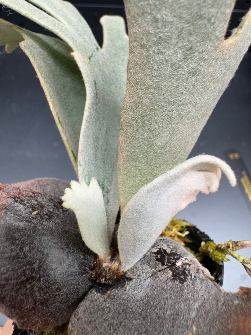 【平凡之鹿】YMDS Totoro HHRナーセリータグ付け #145