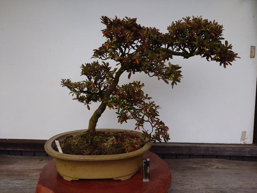 盆栽　皐月　(緋縅)　樹高45cm