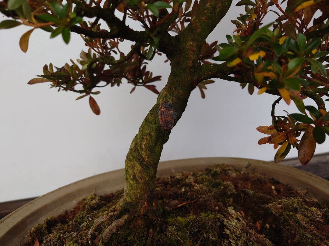 盆栽　皐月　(緋縅)　樹高45cm