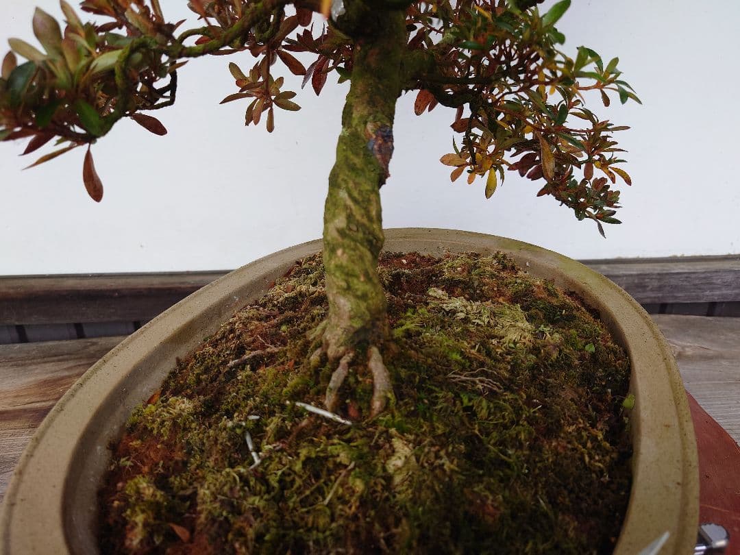 盆栽　皐月　(緋縅)　樹高45cm