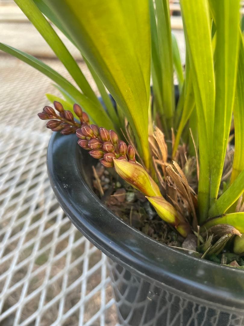 R8年キンリョウヘン花芽7本#4