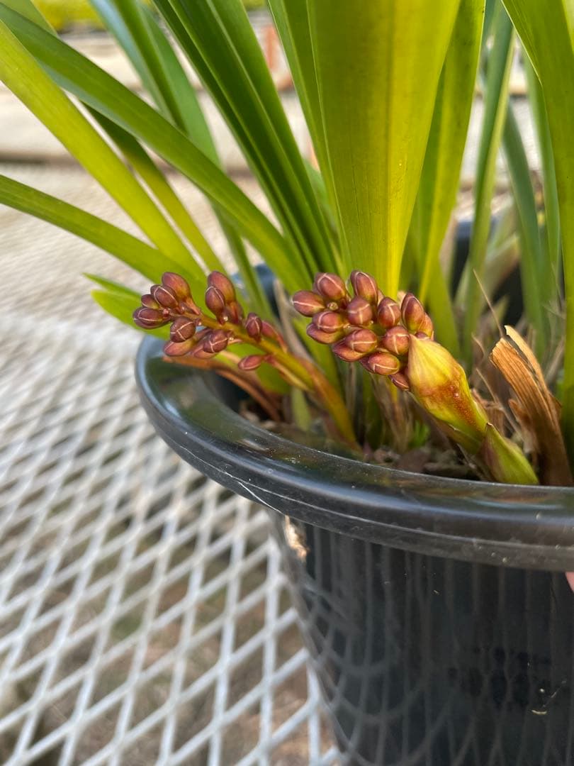 R8年キンリョウヘン花芽7本#4