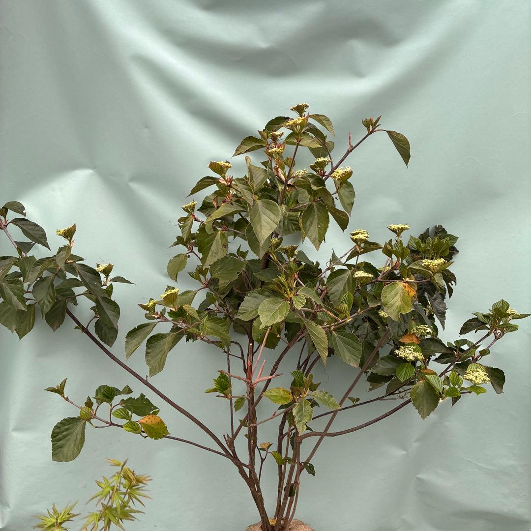 ハクサンボク　大型　日本原産ビバーナム