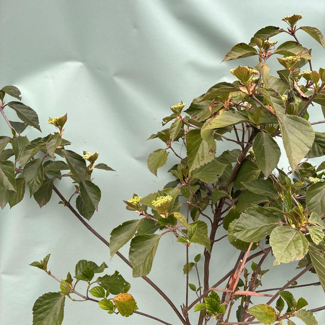 ハクサンボク　大型　日本原産ビバーナム