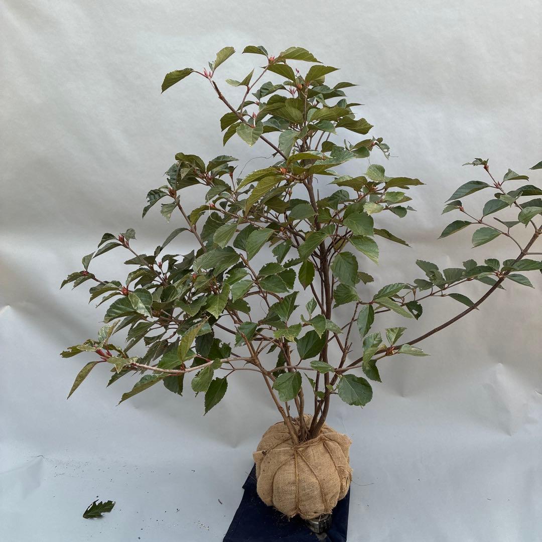 ハクサンボク　大型　日本原産ビバーナム