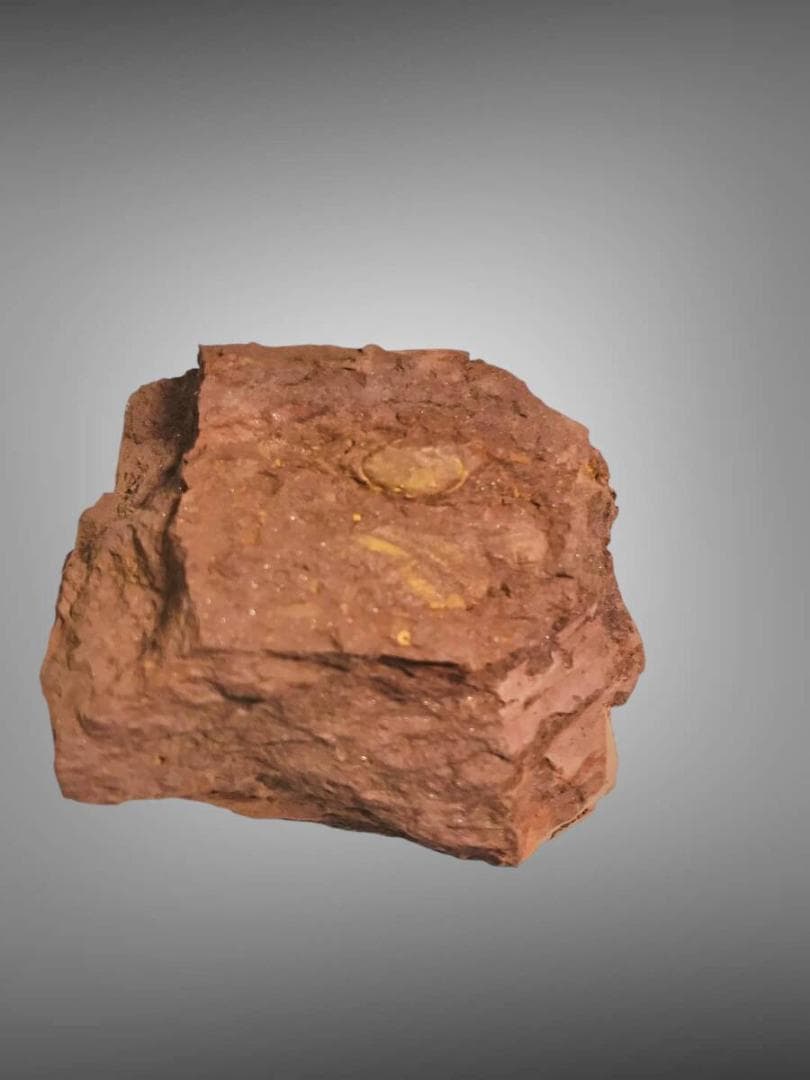 コレクション放出 Virgulaxonia elegans 中国雲南省 化石