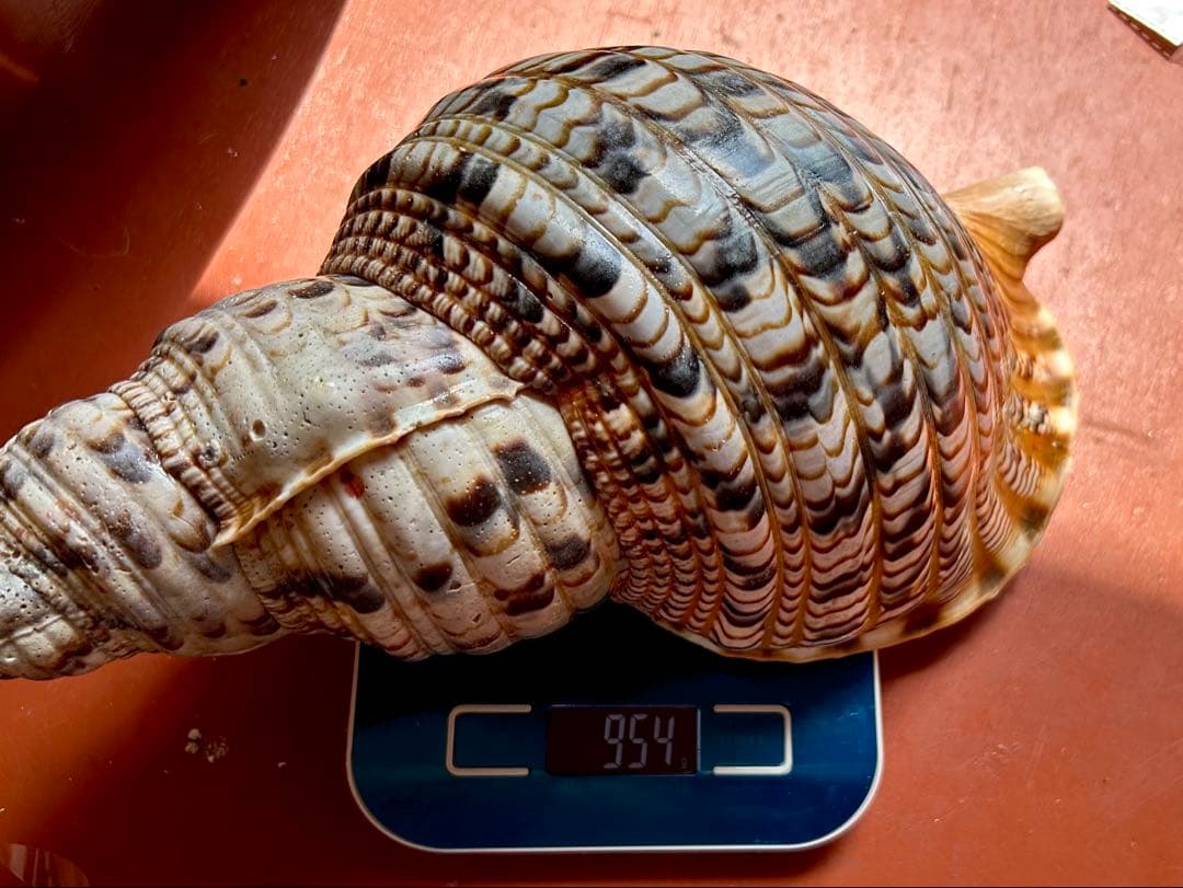 法螺貝　32.７cm