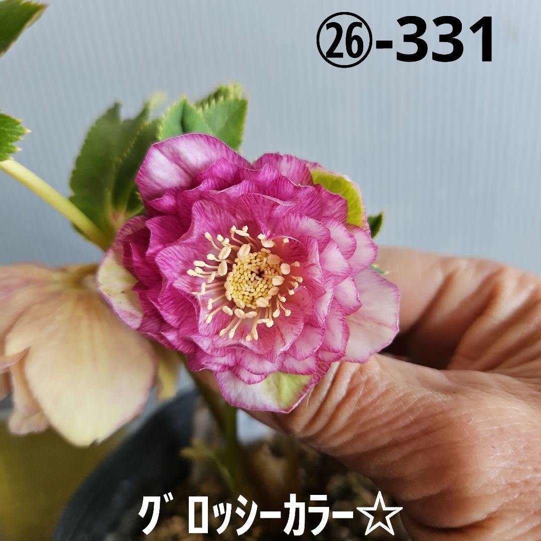 ○○様ご検討苗㉖-331クリスマスローズ