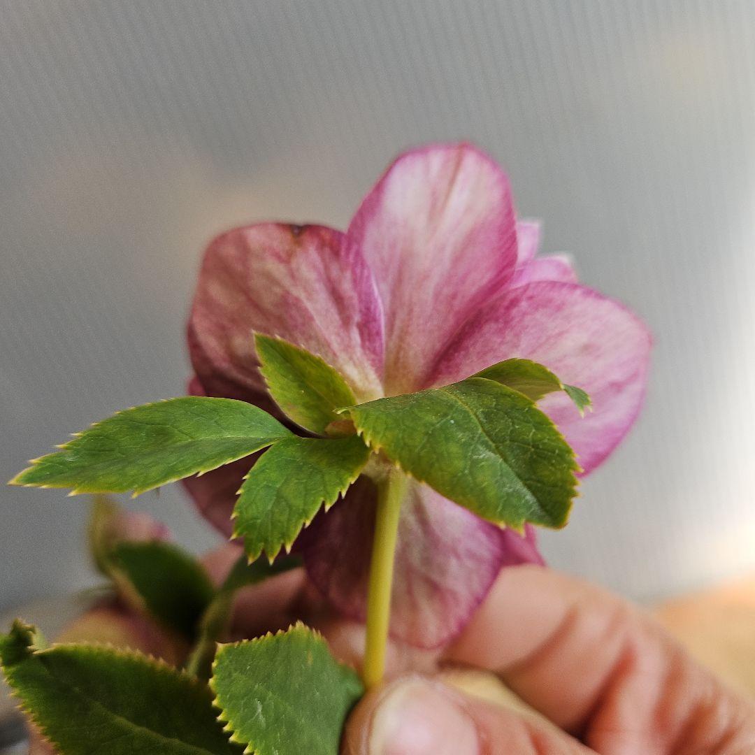 ○○様ご検討苗㉖-331クリスマスローズ