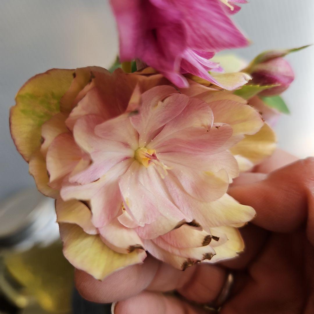 ○○様ご検討苗㉖-331クリスマスローズ