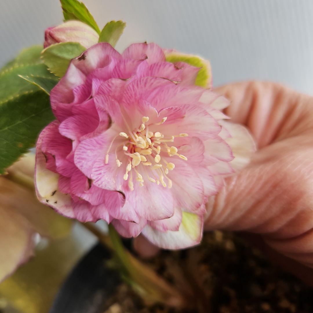 ○○様ご検討苗㉖-331クリスマスローズ