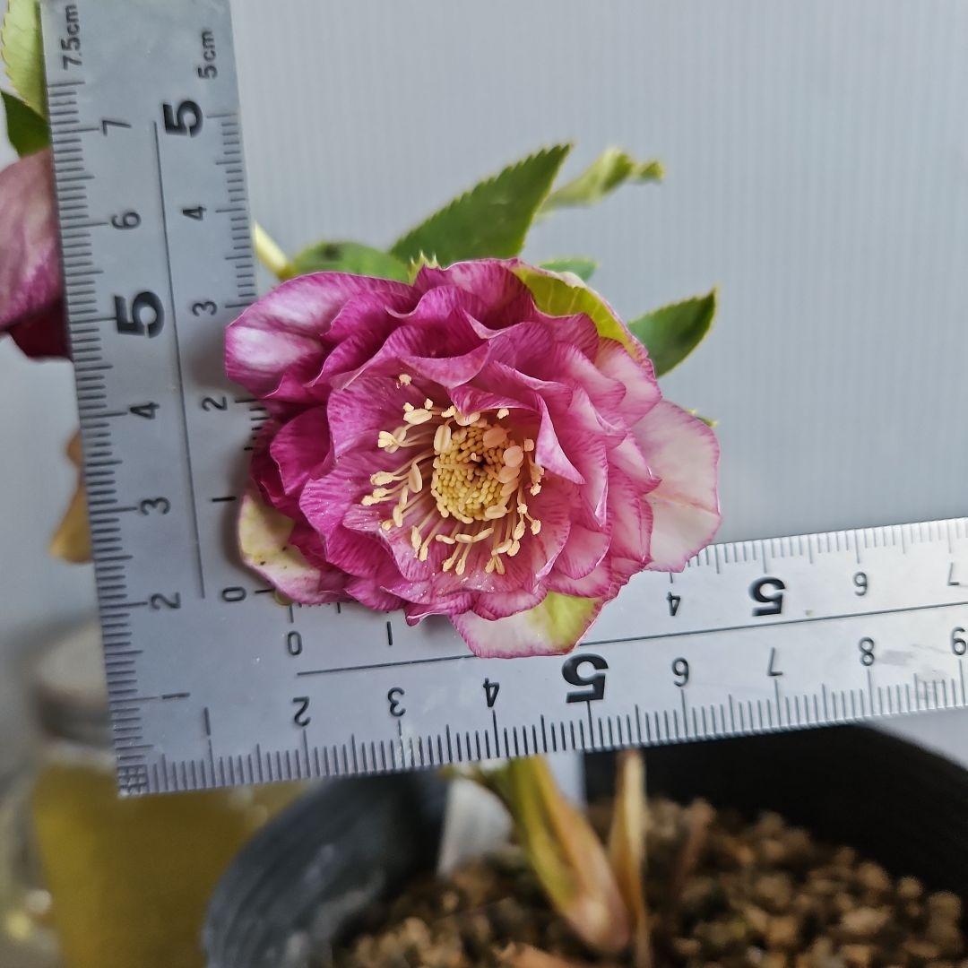 ○○様ご検討苗㉖-331クリスマスローズ