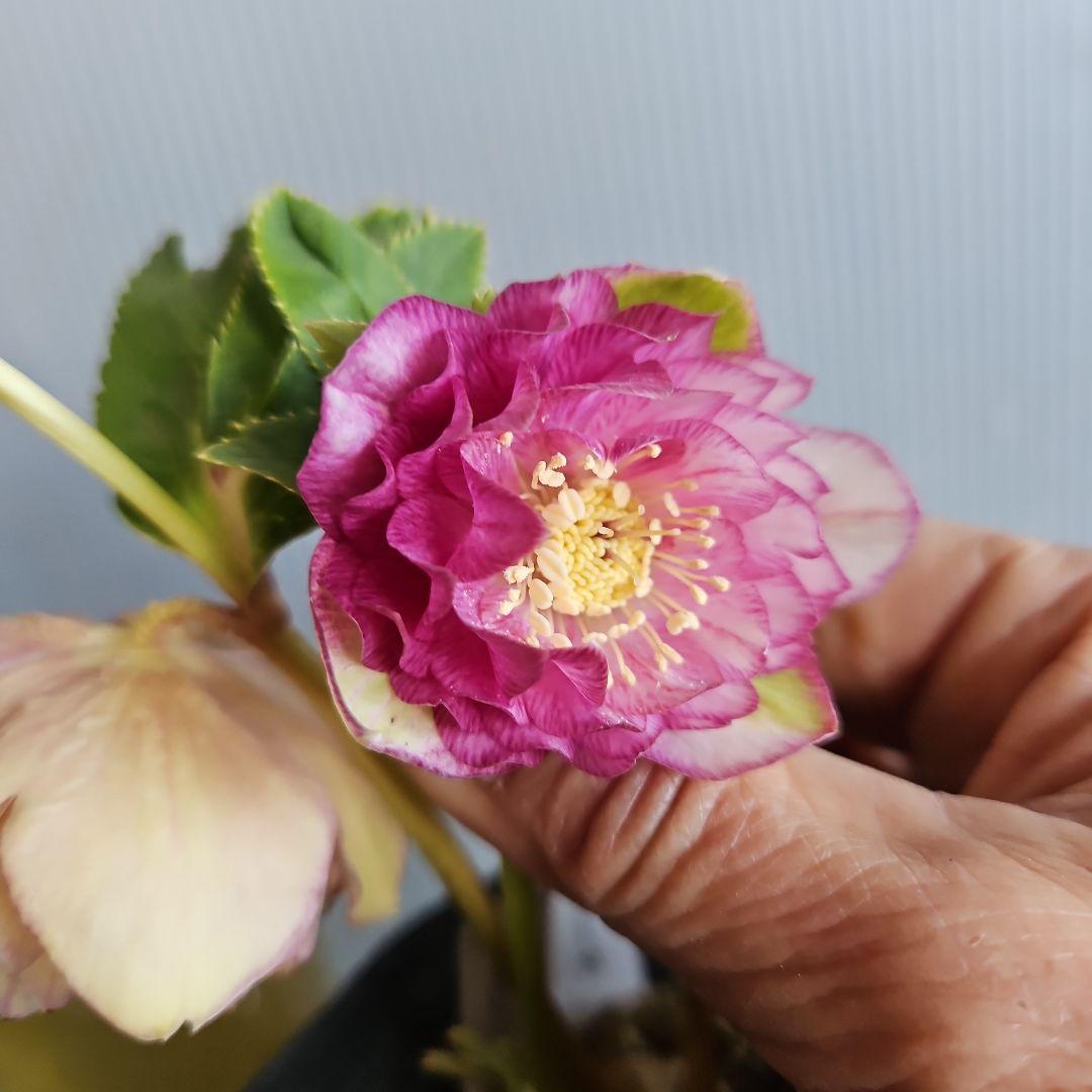 ○○様ご検討苗㉖-331クリスマスローズ