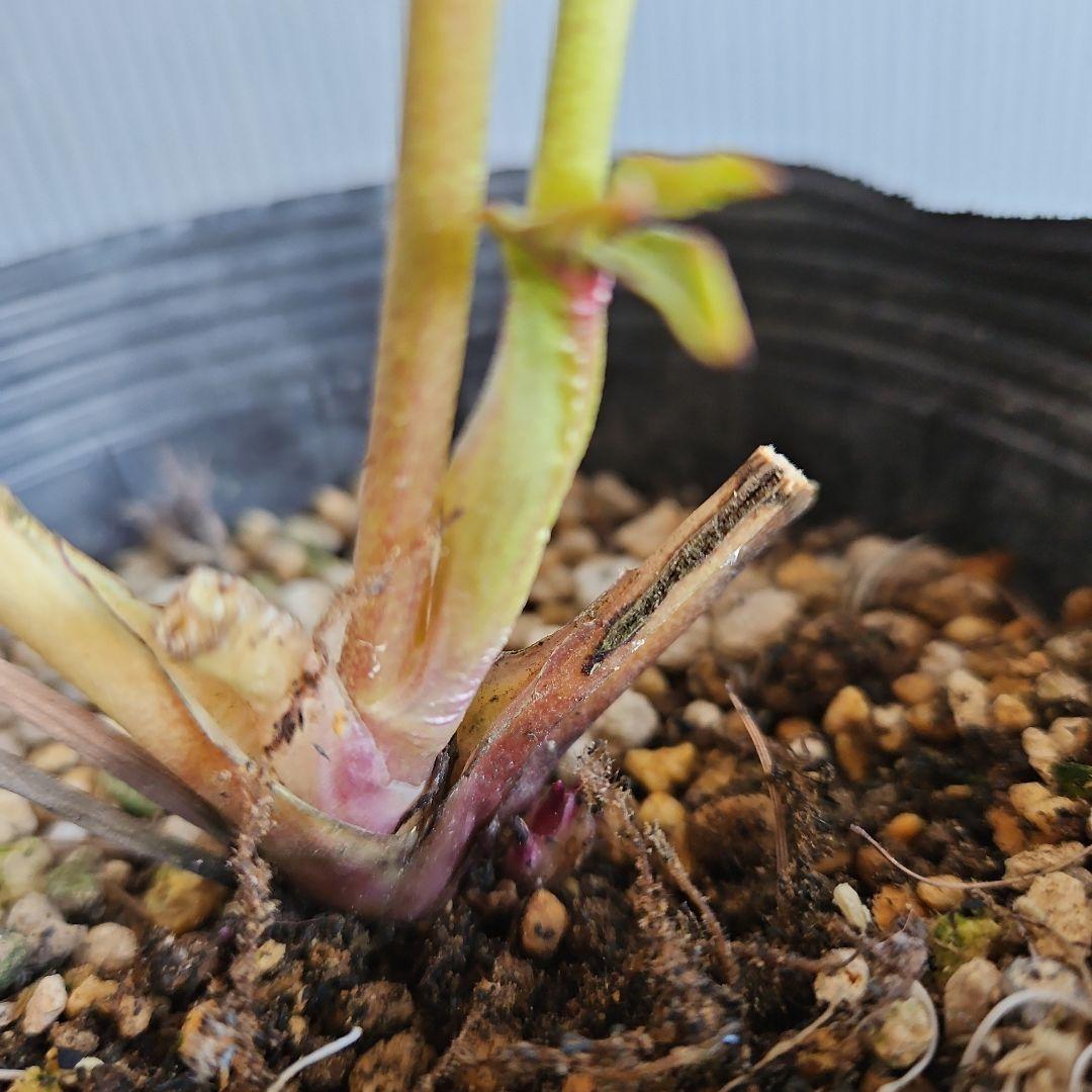 ○○様ご検討苗㉖-331クリスマスローズ