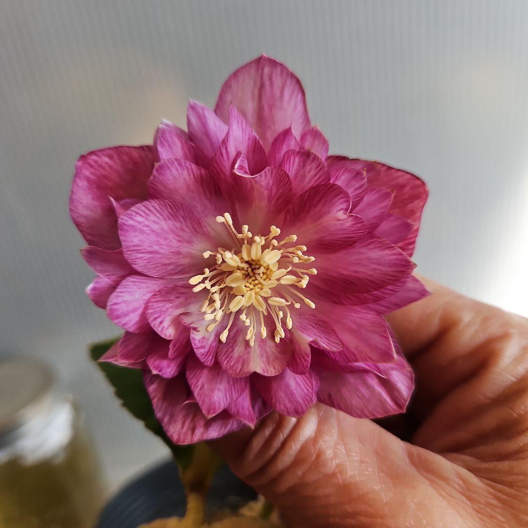 ○○様ご検討苗㉖-331クリスマスローズ