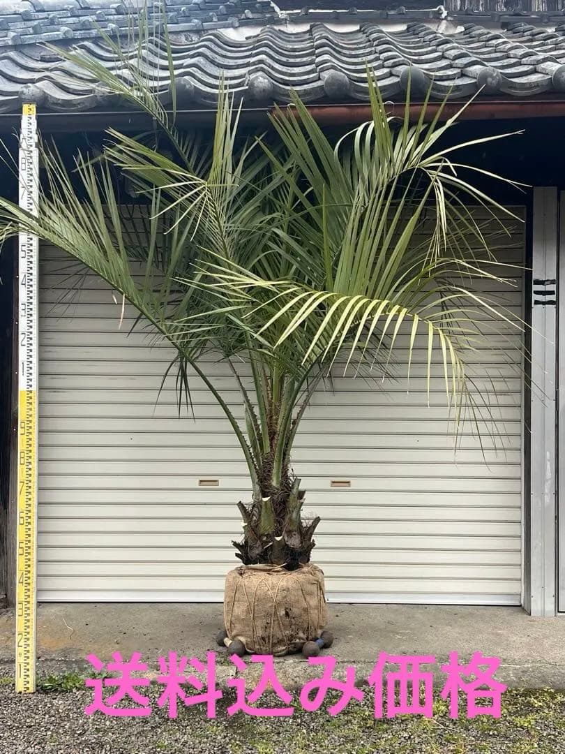 Yaggys　ココスヤシ　シルバーリーフ　ヤシの木　送料込み価格