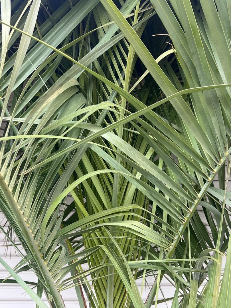 Yaggys　ココスヤシ　シルバーリーフ　ヤシの木　送料込み価格