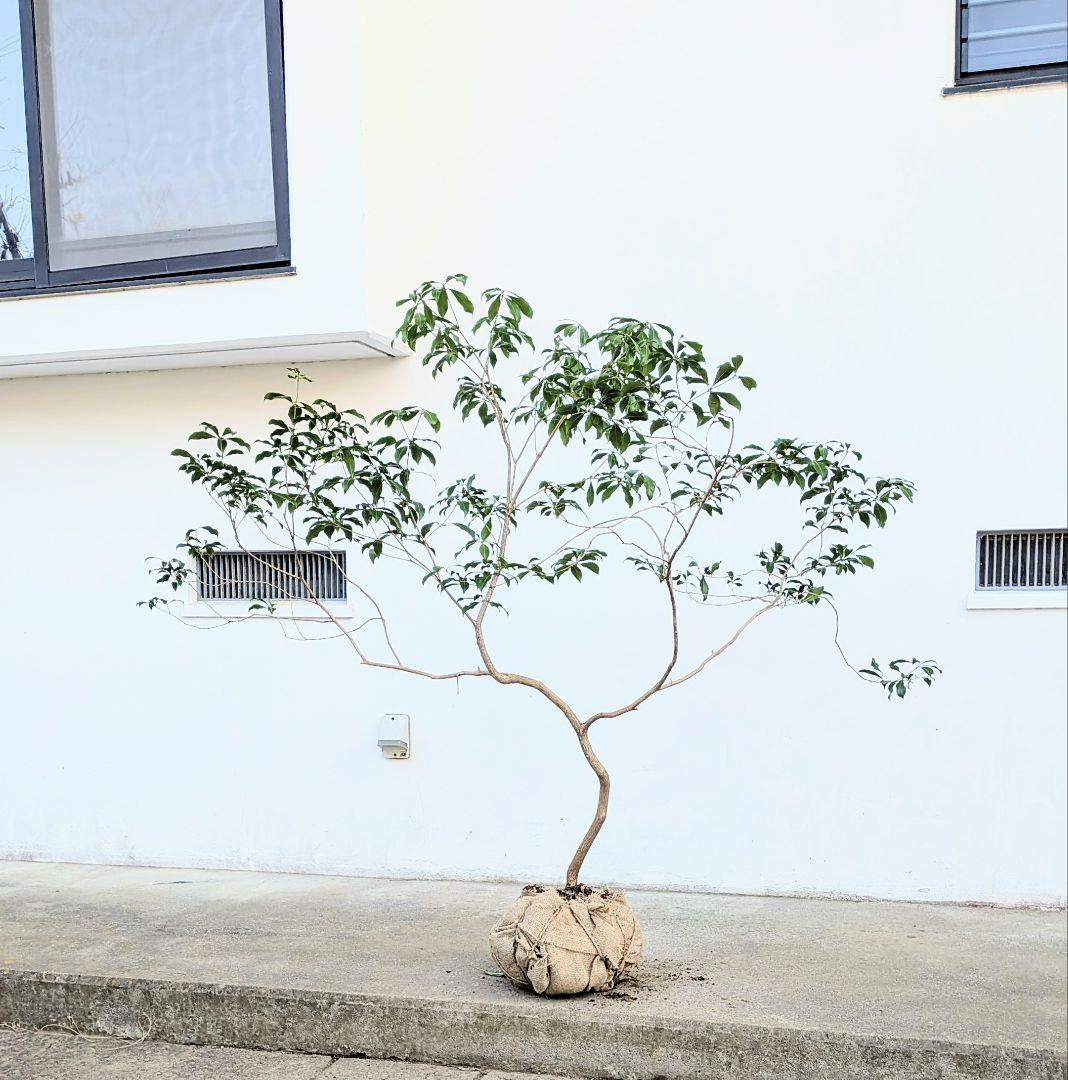 雲海。山採りアセビ。