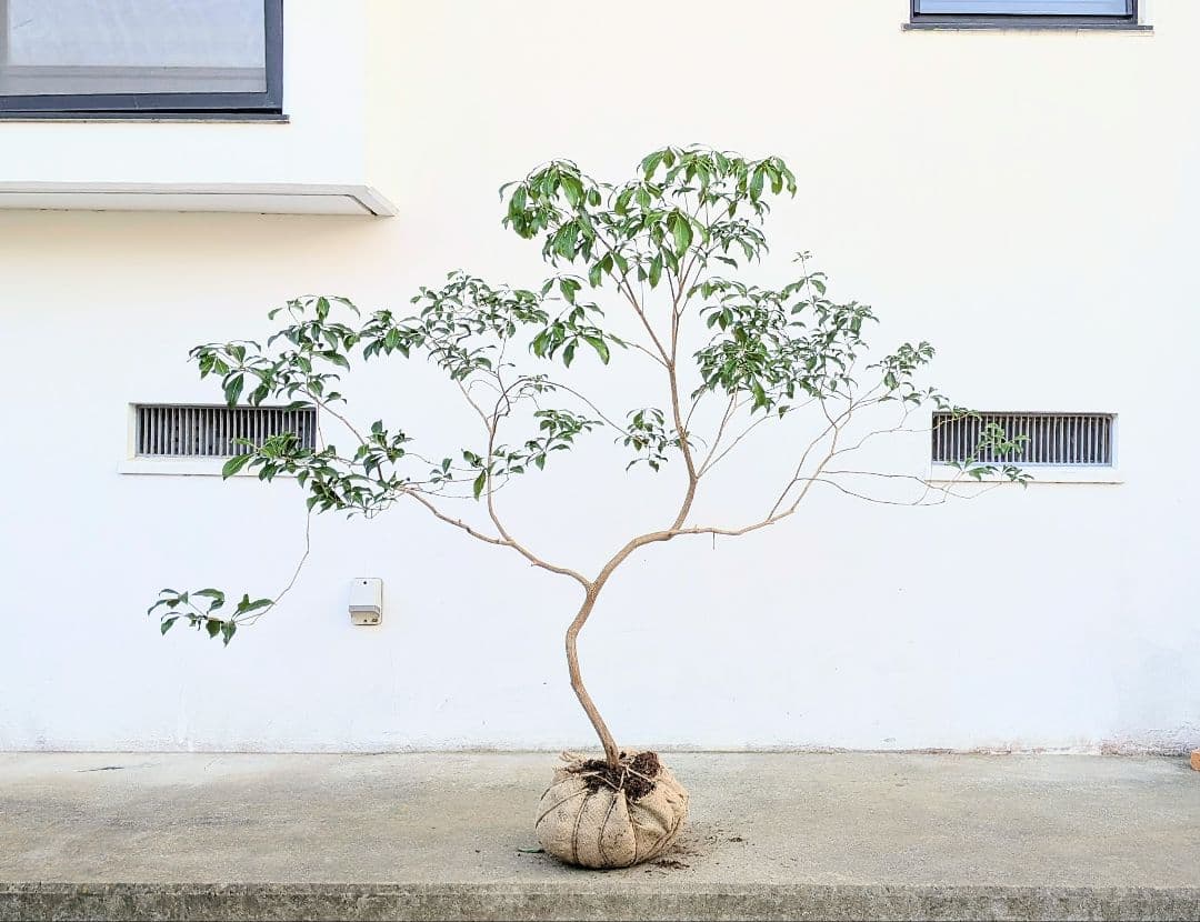 雲海。山採りアセビ。