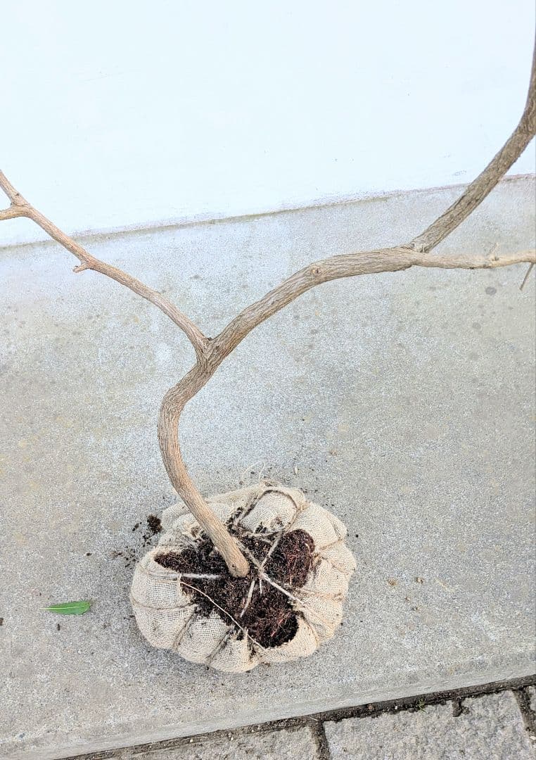 雲海。山採りアセビ。