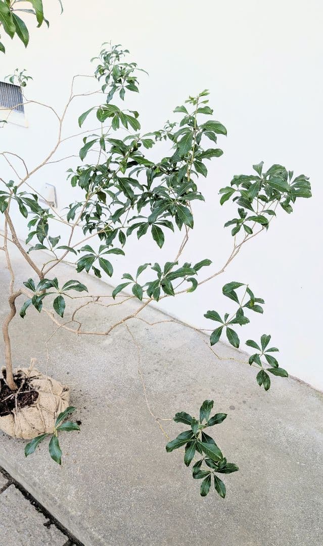 雲海。山採りアセビ。