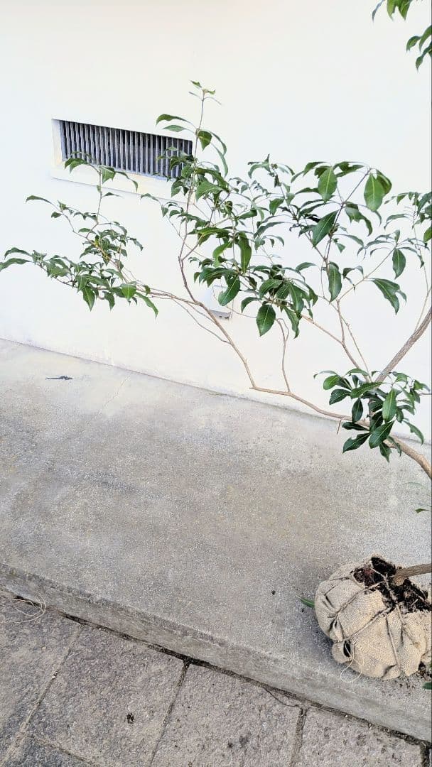 雲海。山採りアセビ。