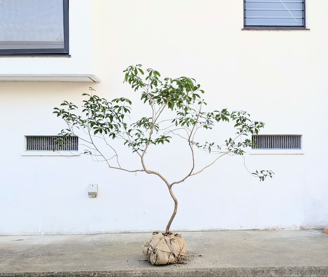 雲海。山採りアセビ。