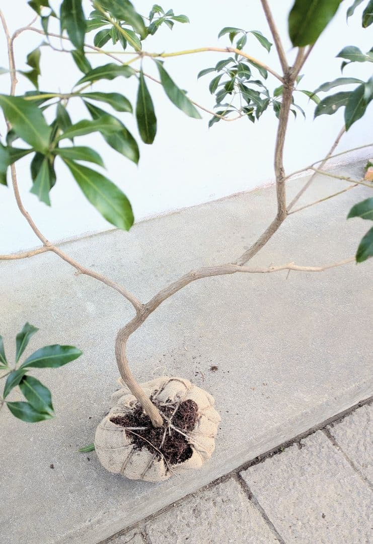 雲海。山採りアセビ。