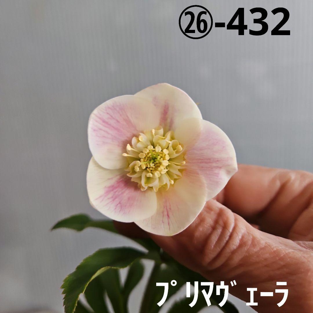 Orange様お取り置き苗㉖-432クリスマスローズ