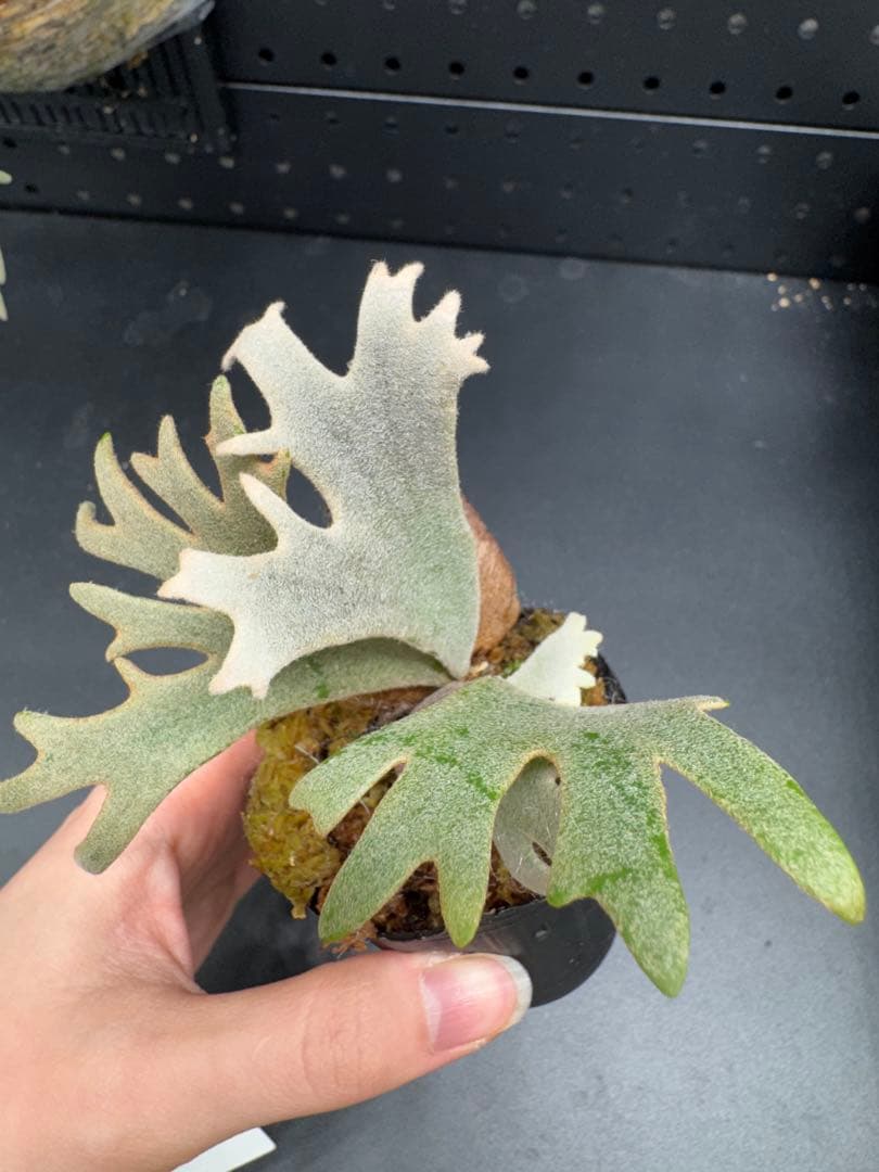 【平凡之鹿】YMDS Totoro HHRナーセリータグ付け #114