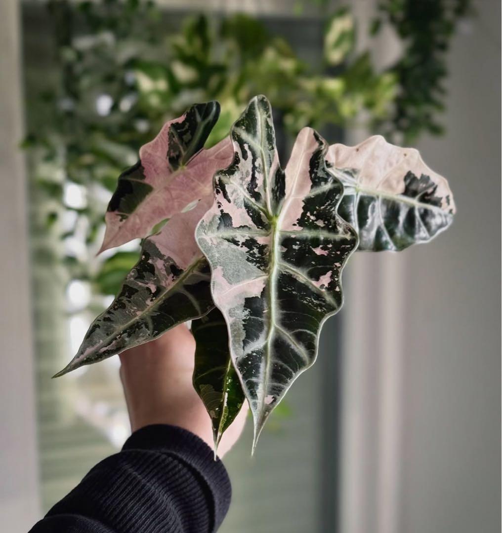 アロカシア アマゾニカ ピンク斑入り A02【マドカズラ モンステラ】