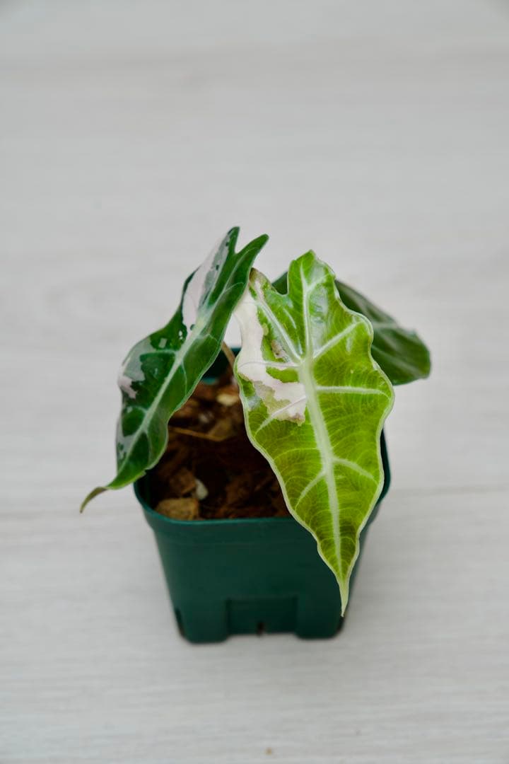 アロカシア アマゾニカ ピンク斑入り A02【マドカズラ モンステラ】