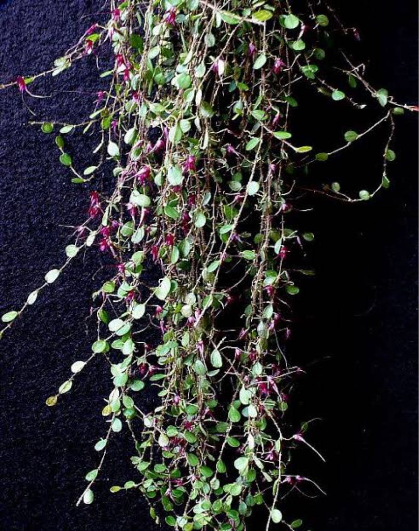 trichosalpinx chamaelepanthes 着生ラン垂れ下がり系