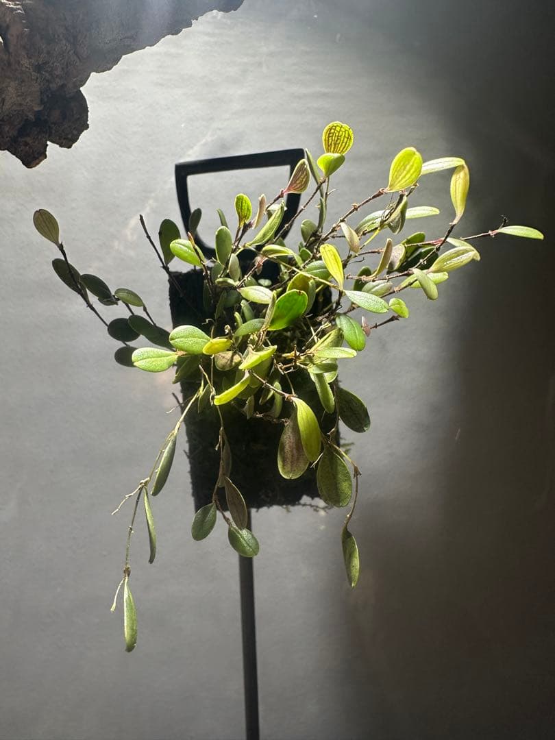 trichosalpinx chamaelepanthes 着生ラン垂れ下がり系