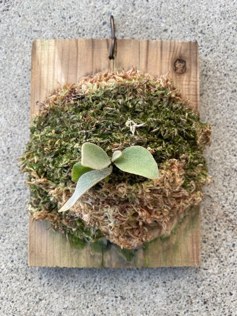 ビカクシダ　veitchii wild ベイチーワイルド　子株