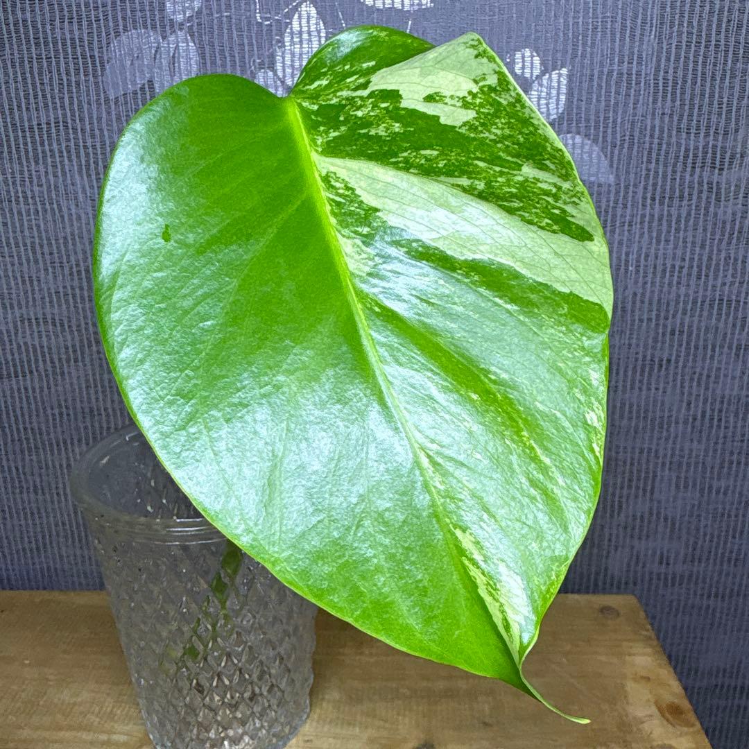 モンステラ　ボルシギアナ　セブブルーミント　トップカット苗